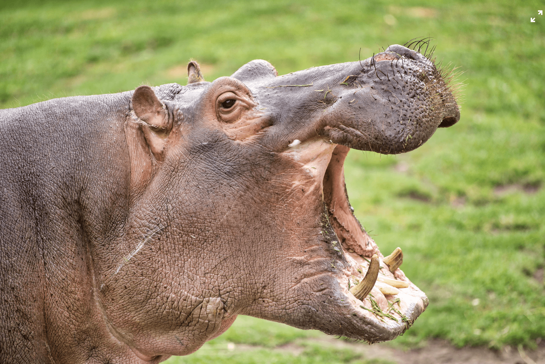 A hippo yawning